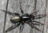 Zelotinae inconnu